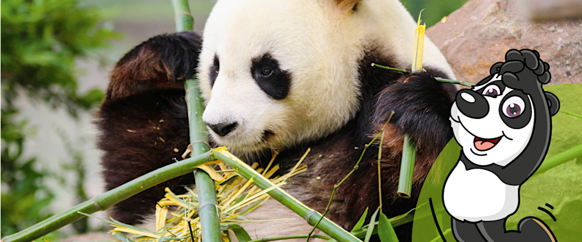 Panda mit Bambus