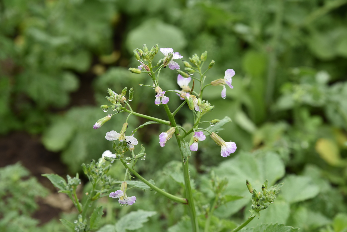 Update Blühwiese Nahaufnahme erste Blüte