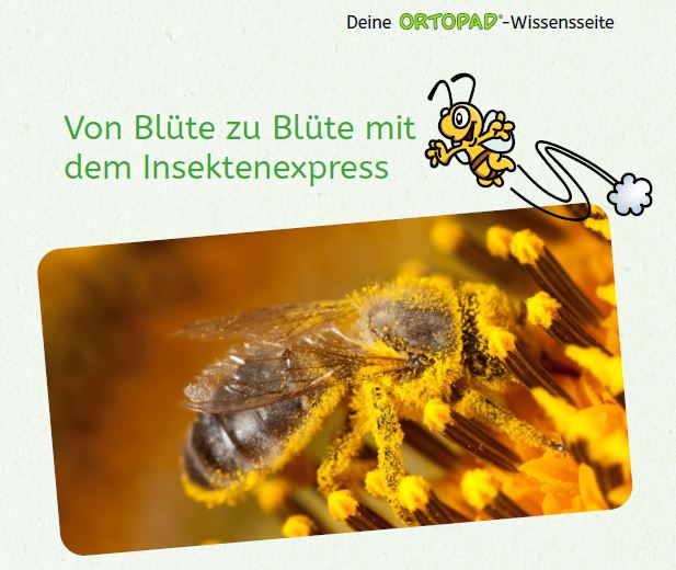 Vorschaubild Bestäubung Bienen