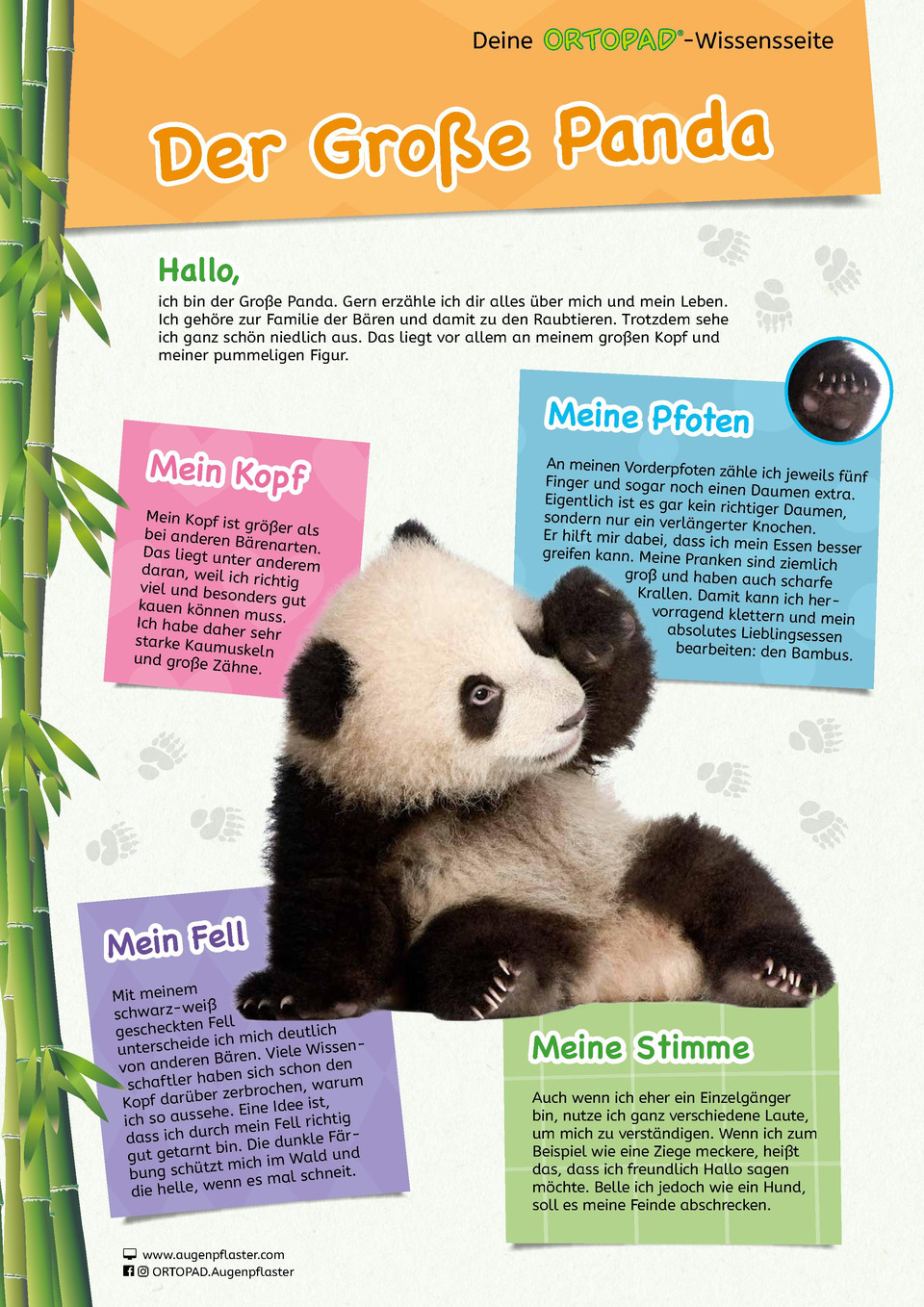 Vorschaubild Wissensseite Panda