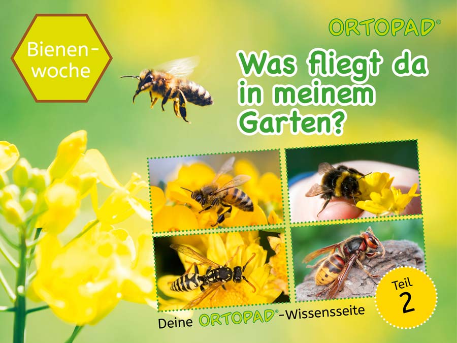 Vorschaubild Wissensseite Bienen Teil 2